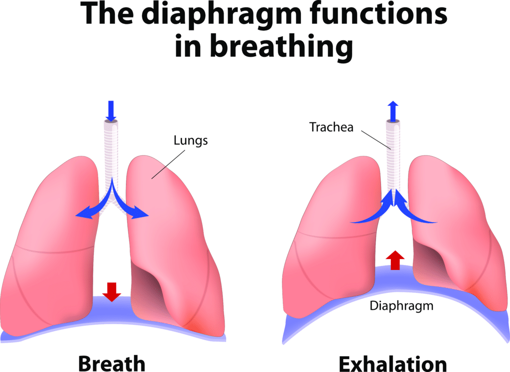 What is Expiratory Muscle Training