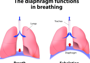 What is Expiratory Muscle Training